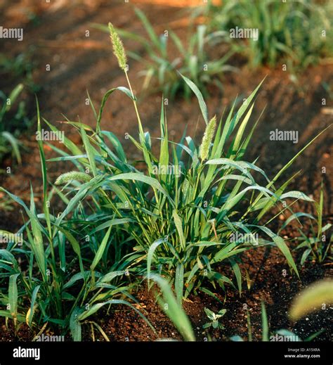 Close up green foxtail grass hi-res stock photography and images - Alamy