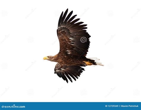 Golden Eagle Aquila Chrysaetos Sitting On The Rock. Male Golden Eagle ...