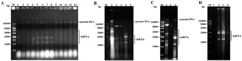 High-Throughput Sequencing Reveals the Mycoviral Diversity of the ...