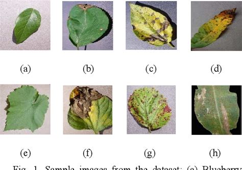 Plant Disease Classification Using CNN 的图像结果
