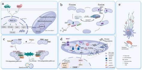 The Disrupted Mitochondrial Quality Control Network: A Unifying ...