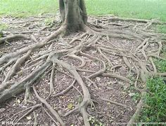 树根 的图像结果