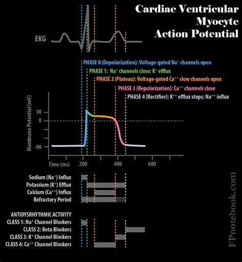 Myocardial Action Potential Diagram