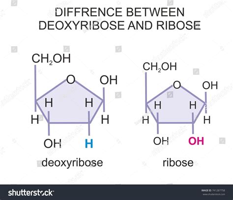 Ribose Molecule Vs Deoxyribose Deoxyribose Chemical Structure,