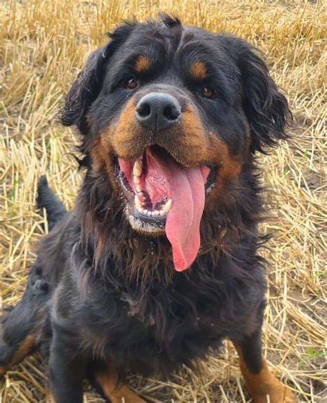 Long Haired Rottweiler