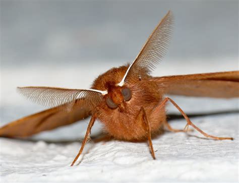 Doug Mackenzie Dodds - Images | The wonderful world of moth antennae