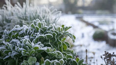Winter Gardening: Tips for a Lush Garden - A House in the Hills