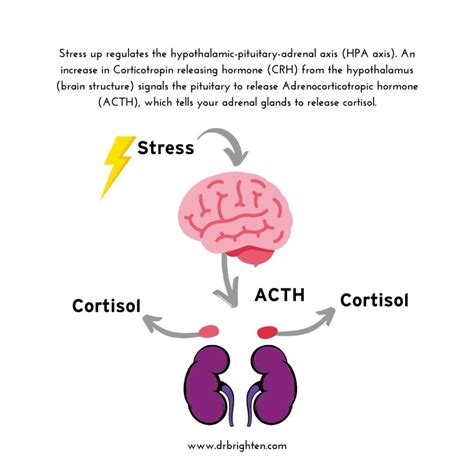Does Stress Affect Your Period? - Dr. Jolene Brighten