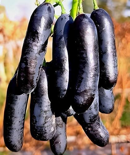 PAJUSDYASI-"Moon Drop Black grapes" Fruit plant Seedless all seasons ...