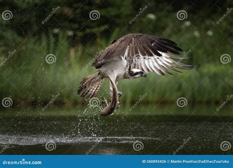 Osprey, Pandion Haliaetus, Sea Hawk, River Hawk, Fish Hawk Stock Photo ...