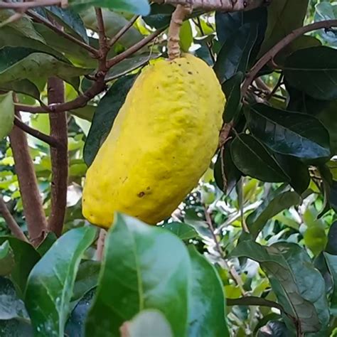 Giant Olosapo (Couepia Polyandra) Layered Fruit Plant (Home & Garden P ...