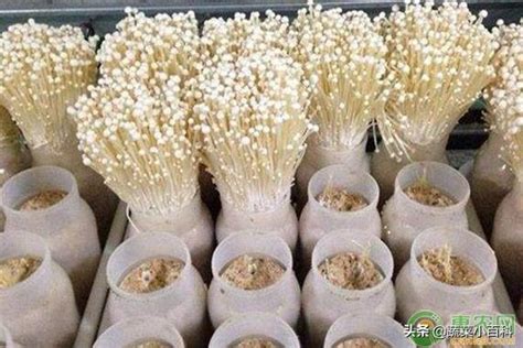 金針菇如何栽培？金針菇種植時間和方法 - 每日頭條