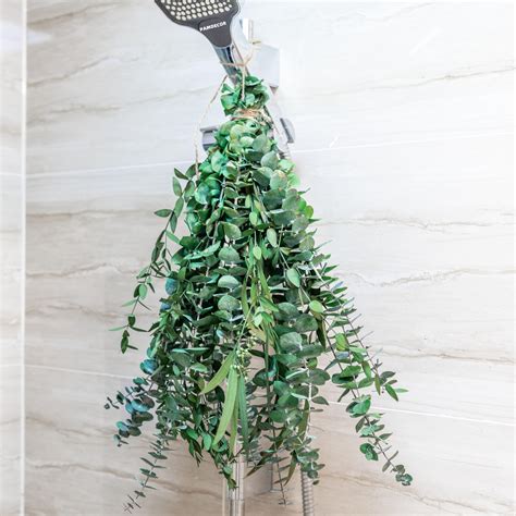 Eucalyptus Plant In Shower