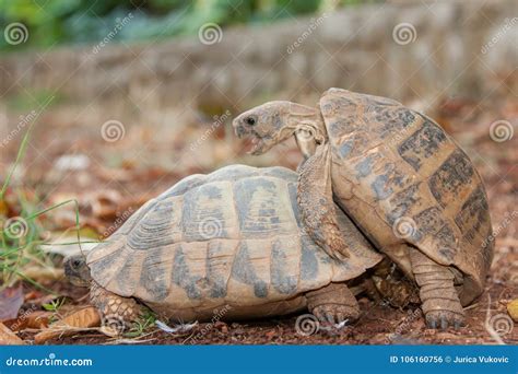 Turtles mating stock photo. Image of reproductive, caption - 106160756