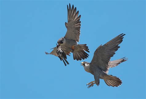 Image result for Computer Science with Python Book