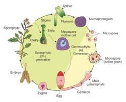 Gymnosperms - Biology for Grade 11 PDF Download