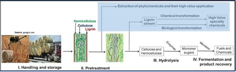 Renewable Biomass Utilization: A Way Forward to Establish Sustainable ...