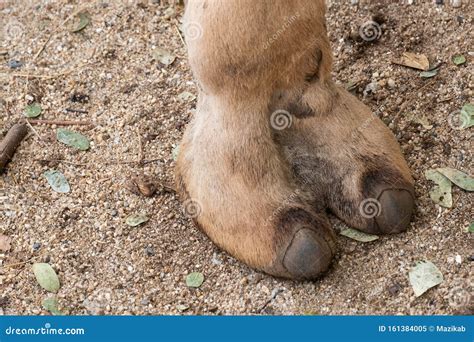 Camels feet stock image. Image of nature, dune, animal - 161384005