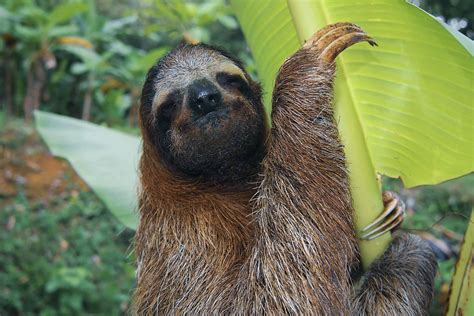 Sloth Spotting Costa Rica - A Family-Friendly Hiking Tour