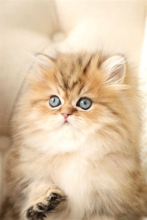 Shabby Chic - Golden Chinchilla Persian Kitten For Sale