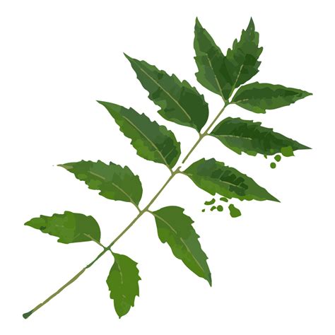 Ingredients – The Tribe Concepts