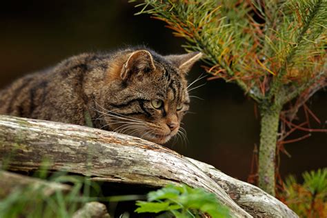 Wildlife in Scotland & Native Scottish Animals | VisitScotland