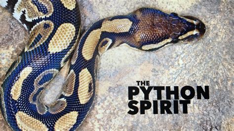 Spirit of Python Prayer 的图像结果