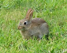 Image result for Wild Rabbit Massachusetts