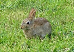 Image result for Baby Rabbit Pix