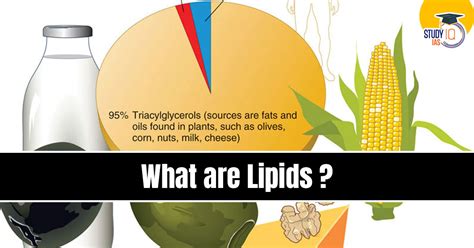 Lipids, Types, Structure and Examples