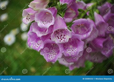 Digitalis Purpurea, Bell-shaped Flowers Stock Photo - Image of spreads ...