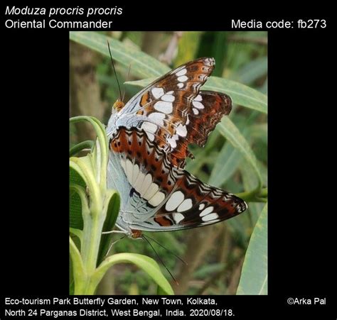 Moduza procris | Butterfly