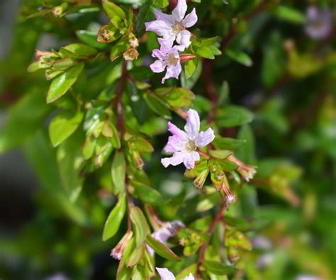 Mexican Heather – A Hardy Plant for Your Garden