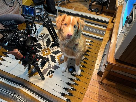 'Good Boy' review: What if a dog were a horror movie hero? | Mashable