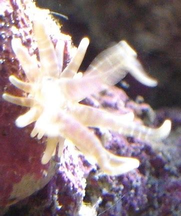 sind das Glasrosen? - Plagegeister - Meerwasserforum