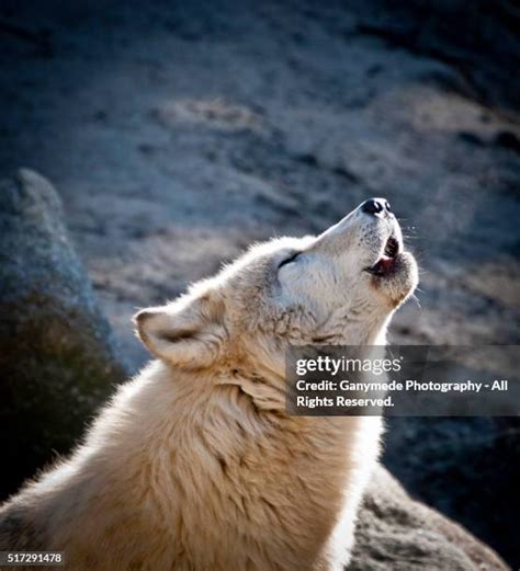 Image result for Zebra Zoo Wolves Howling