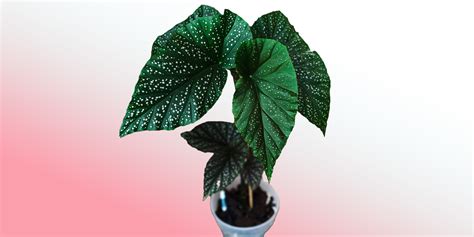 How To Grow Angel Wing Plants at Todd Briggs blog