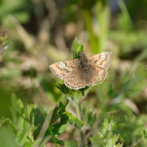 Brown Moth: Spiritual Meaning (in house) - Awakening State