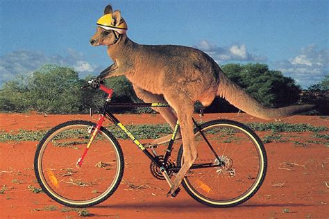 Funny kangaroo images |Funny Animal