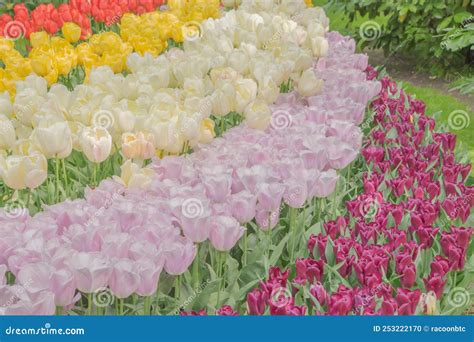 Colorful Tulips Blooming in Spring in the Famous Dutch Tulip Park ...