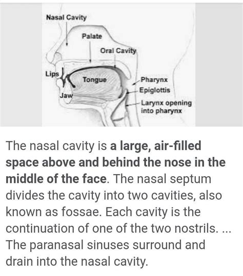 what is called nasal cavity? - Brainly.in