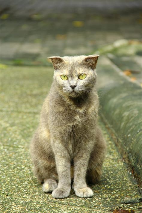 Cursed Cat Photos, Download The BEST Free Cursed Cat Stock Photos & HD ...