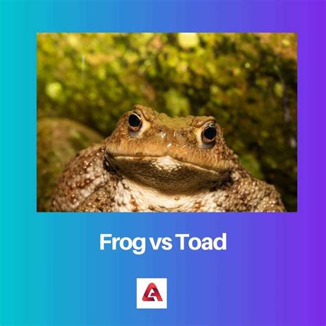 Frog vs Toad: Difference and Comparison