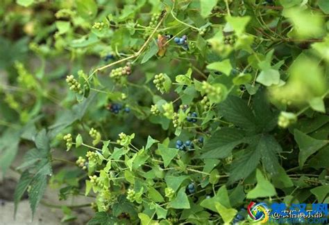 农村能吃的野菜100种（能吃的野菜100种图片大全） - 路途号