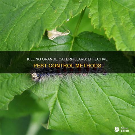 Killing Orange Caterpillars: Effective Pest Control Methods | ShunSalon