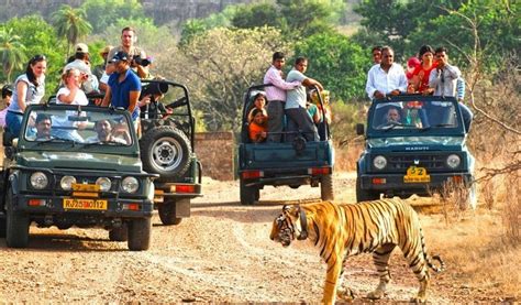 Safari Timings in Pench National Park, Pench Morning & Evening Safari ...