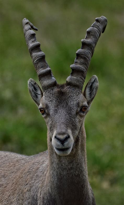 Capra ibex | Ibex goat, Ibex, Animals with antlers
