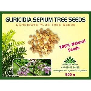 Gliricidia Sepium Tree Seeds Buy At Best Price | BigHaat