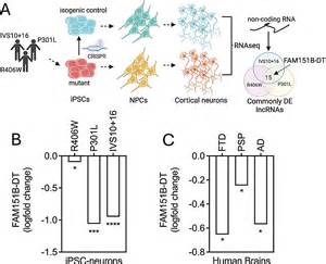Newly discovered RNA molecule could limit protein aggregation and prevent neuronal damage