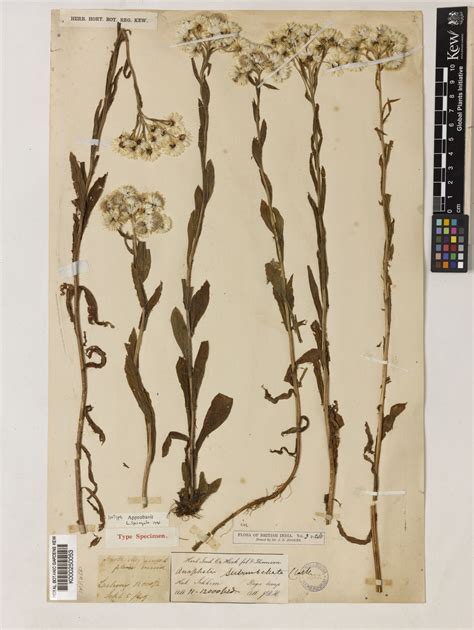 Anaphalis subumbellata C.B.Clarke | Plants of the World Online | Kew ...